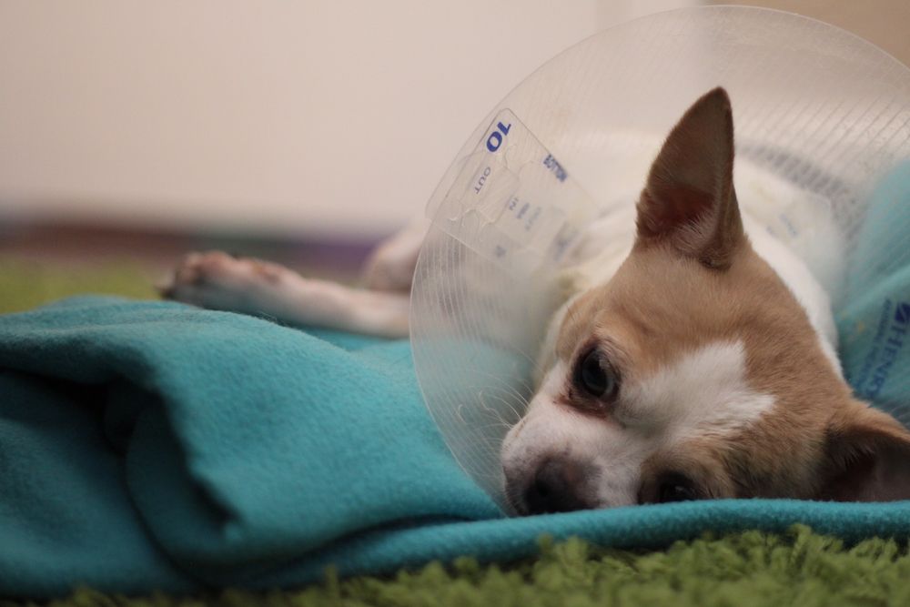 The Gossip Column: November 8, 2024